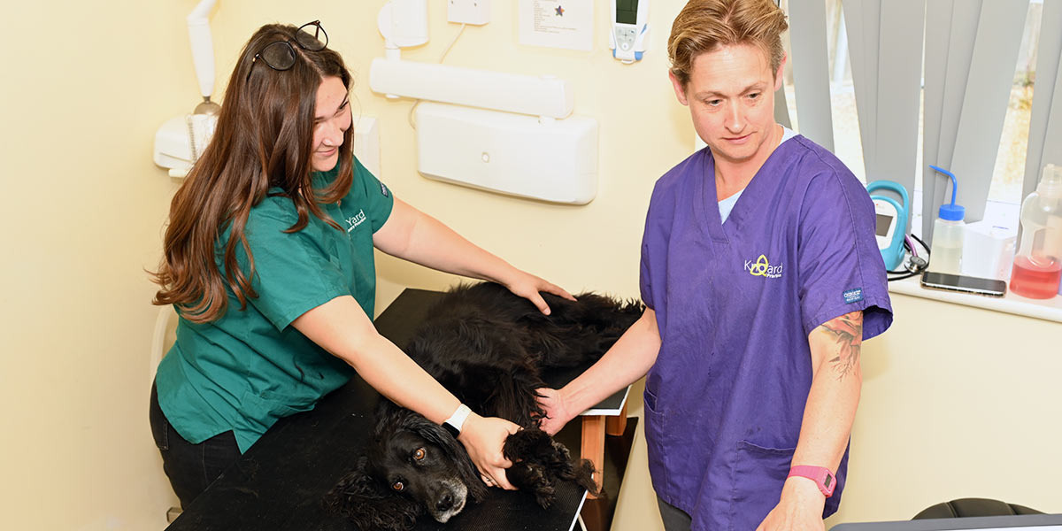 Diagnostic facilities for small animals in Norfolk