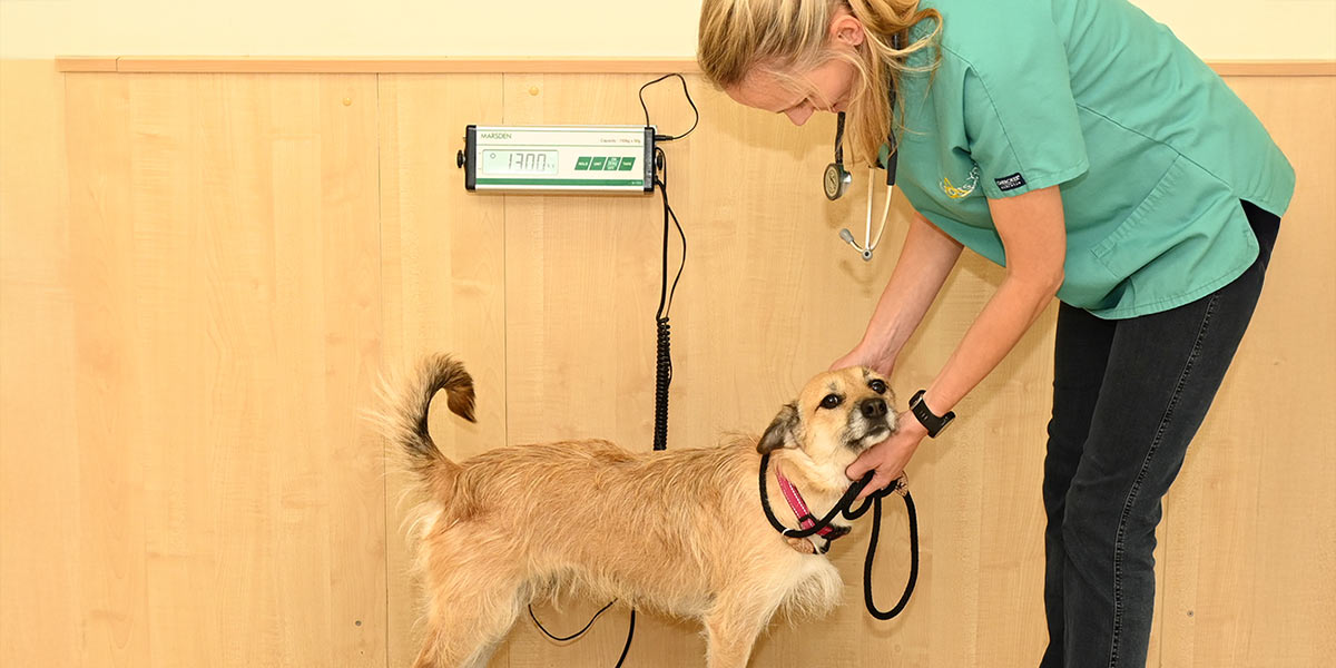 Veterinary practice Norfolk