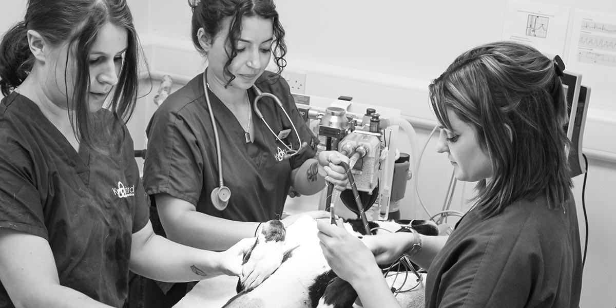 Vet surgery facilities in Norfolk